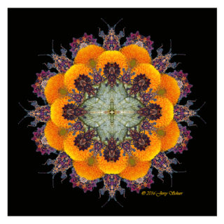 A Dahlia Fantasy