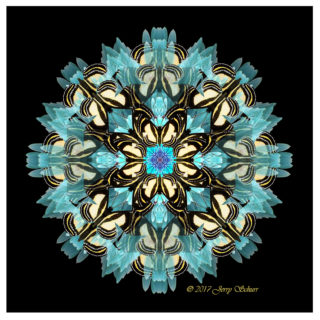 An Illumination in Black and Ivory Punctured by Translucent Petals